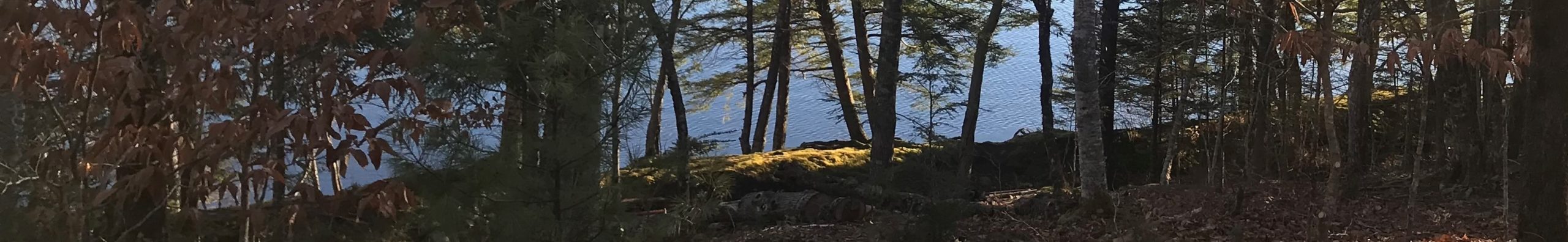 Lake through fall trees